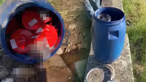 Mezarlığa atılan ceninler bir şehri ayağa kaldırdı