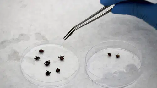 Sağlık Bakanlığı’ndan Kene Uyarısı: Çıplak elle müdahale etmeyin
