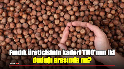 Fındık üreticisinin kaderi TMO'nun iki dudağı arasında mı?