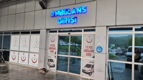 Ihlamur ağacından düşen kadın yaralandı