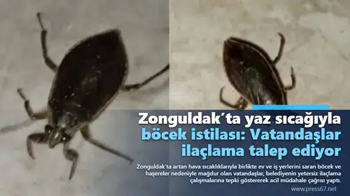 Zonguldak’ta yaz sıcağıyla böcek istilası: Vatandaşlar ilaçlama talep ediyor
