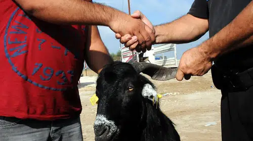 Kurban Bayramı'na ne kadar süre kaldı? 2026 yılındaki Kurban Bayramı'nın tarihi belli oldu!