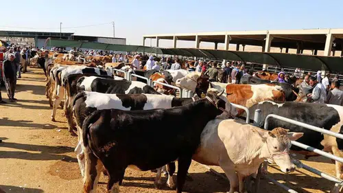 Sağlık Bakanlığı: Kurban kesiminde 13 bin 513 kişi yaralandı