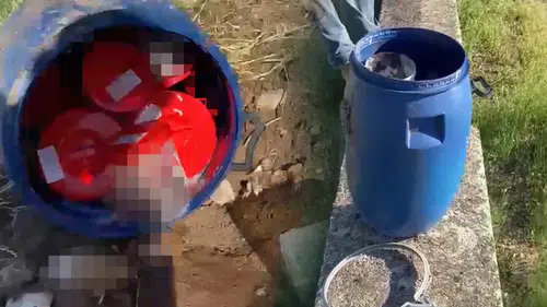 Mezarlığa atılan ceninler bir şehri ayağa kaldırdı