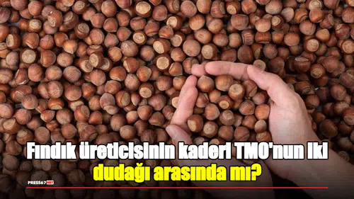 Fındık üreticisinin kaderi TMO'nun iki dudağı arasında mı?