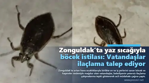 Zonguldak’ta yaz sıcağıyla böcek istilası: Vatandaşlar ilaçlama talep ediyor