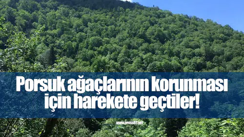 Porsuk ağaçlarının korunması için uluslararası konsorsiyum harekete geçti
