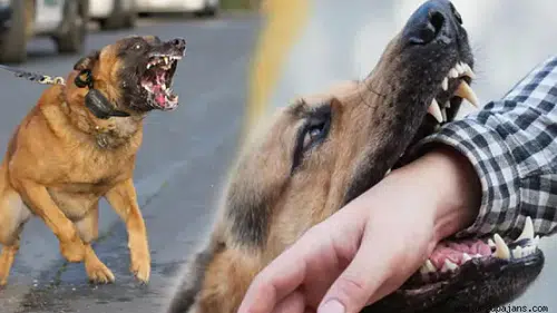 Sabah 06.20’de sırt çantalı çocuğa sokak köpeği saldırısı: Zonguldak Belediyesi’nden adım bekleniyor