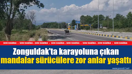 Zonguldak'ta karayoluna çıkan mandalar sürücülere zor anlar yaşattı