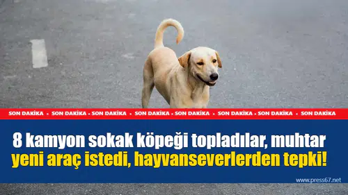 8 kamyon sokak köpeği topladılar, muhtar yeni araç istedi, hayvanseverlerden tepki!