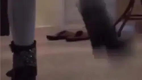 Sosyal medyada infial oluşturan kaplumbağa eziyeti görüntülerine gözaltı