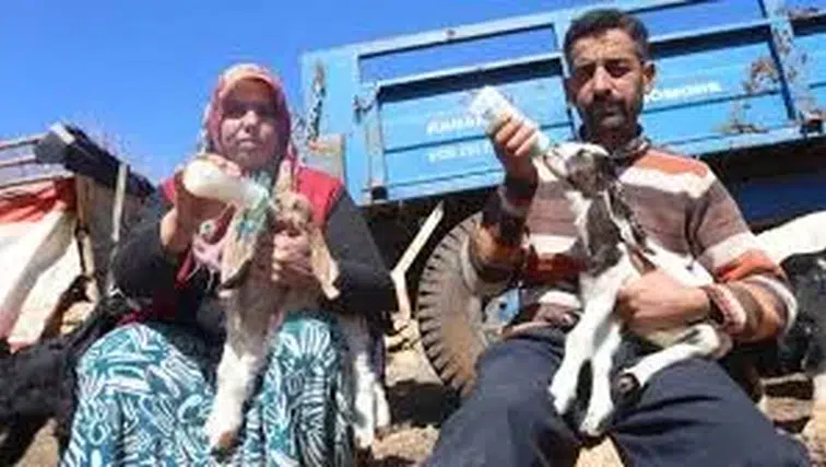 Akaryakıt karıştığı iddia edilen yağmur suyu birikintisinden içerek telef olan küçükbaş hayvanların yavrularını biberonla yaşatmaya çalışıyorlar