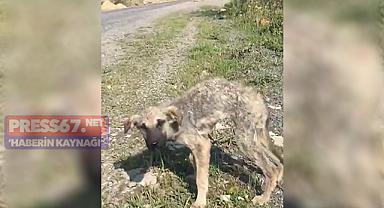Alaplı'da hayvanların ölüme terk edilmesine tepki!
