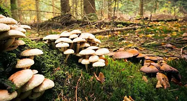Dondurucudan çıkan mantar zehirledi, 70 yaşındaki kadın Ankara’ya sevk edildi