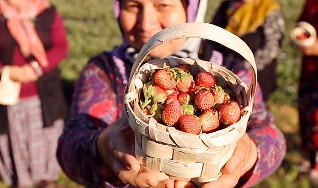 Kdz. Ereğli'ye özgü lezzet Osmanlı Çileği
