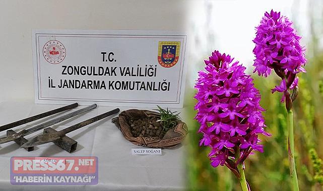 Sen misin bunu yapan! Salep soğanı toplarken yakalandılar!