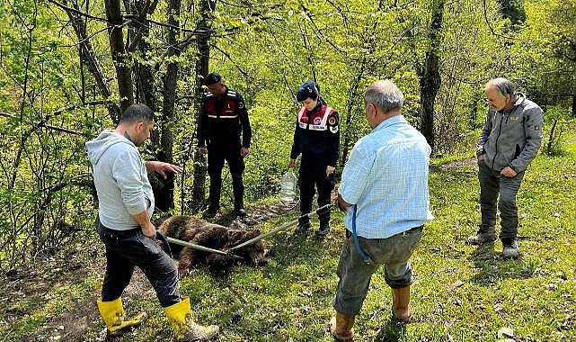 Yaralı ayının imdadına ekipler yetişti!
