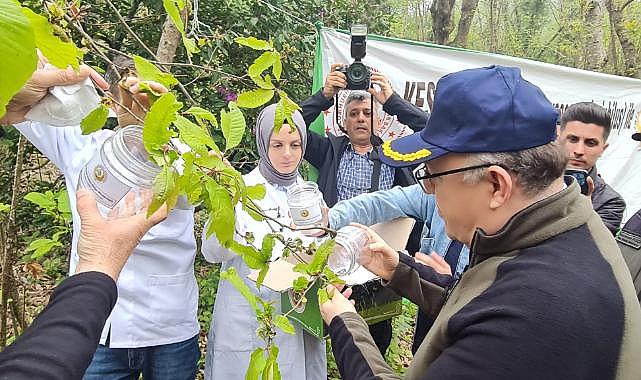 Gal arısıyla mücadele başladı; doğaya saldılar!