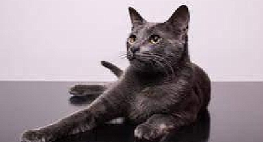 Hırsızlık için girdiği çiçekçiden kedi çaldı