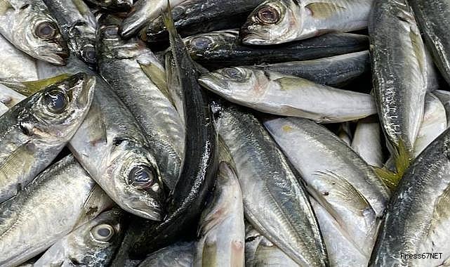 İstavrit ve mezgit avı rastgele