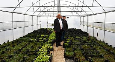 Kdz. Ereğli belediyesi, 300 bin ata tohumu fidesi dağıtacak