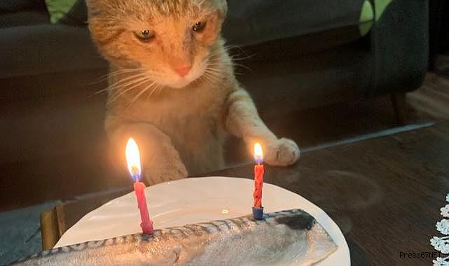 Kedisine balıklı doğum günü sürprizi yaptı!