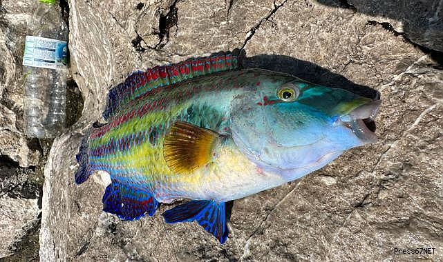 Rengiyle hayran bıraktı!