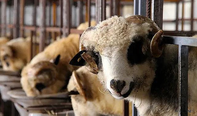 Diyanet açıkladı: Gurbetçiye kurban da ucuz