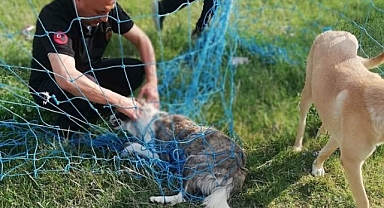 Fileye dolanan köpeği itfaiye ekipleri kurtardı