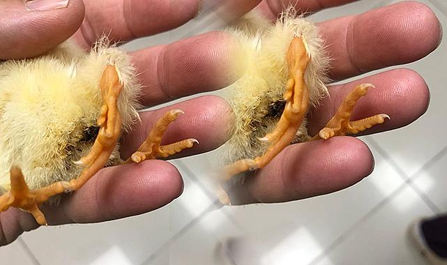 Üç ayaklı civciv görenleri şaşırtıyor