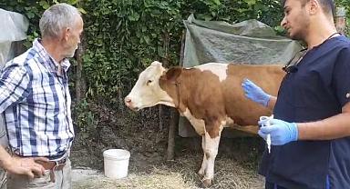 120 köyde şap hastalığı nedeniyle karantina ve gözlem bölgesi ilan edildi