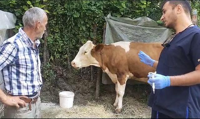 120 köyde şap hastalığı nedeniyle karantina ve gözlem bölgesi ilan edildi