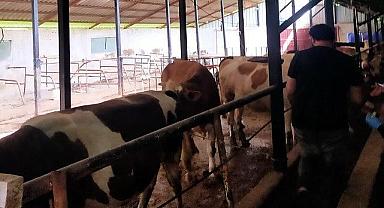 İlçede şap alarmı, karantinaya alındı