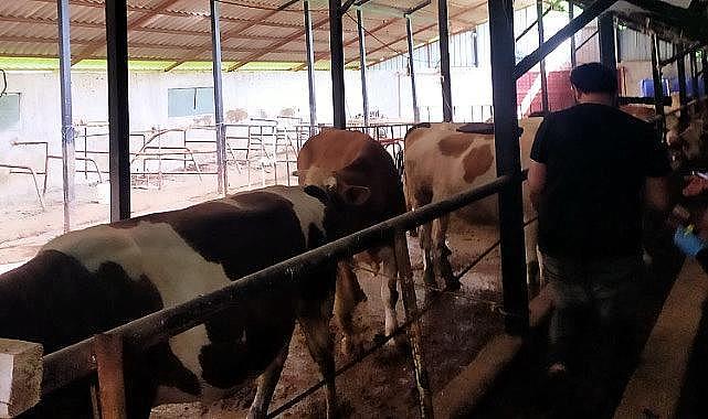 İlçede şap alarmı, karantinaya alındı