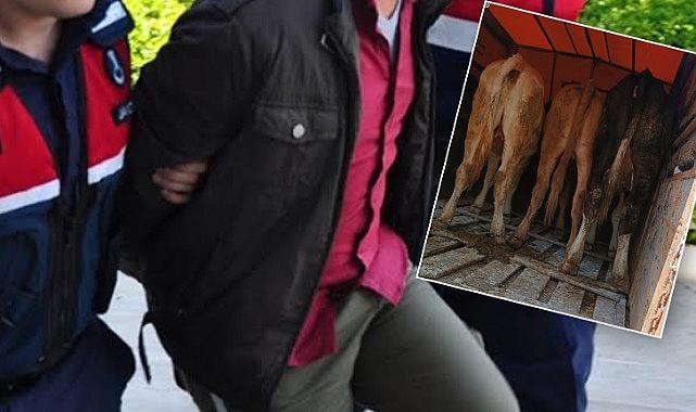 Jandarma hayvan hırsızlarını yakaladı