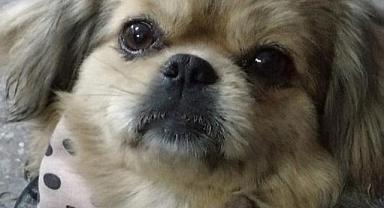 Kayıp köpek her yerde aranıyor!
