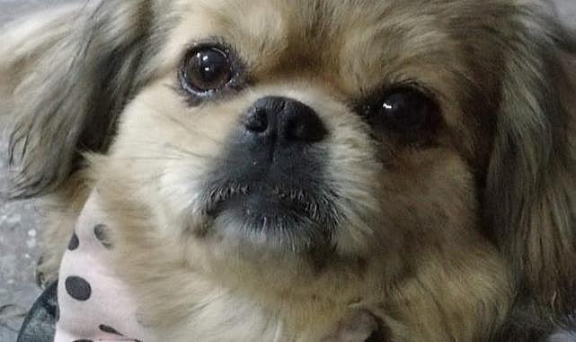 Kayıp köpek her yerde aranıyor!