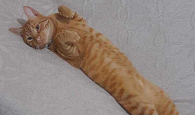 Kayıp &quot;Sarıkuş&quot; aranıyor