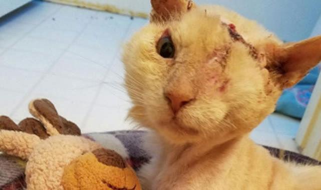 Kedilere kezzaplı işkence protesto edildi: 'Hayvanları yakanlar cezalandırılsın'