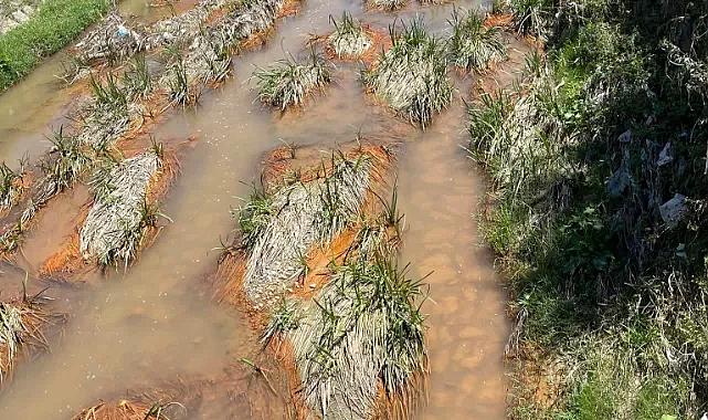 Perşembe deresinden zehir mi akıyor!
