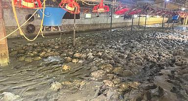Sel sularında 8 bin 400 tavuk telef oldu