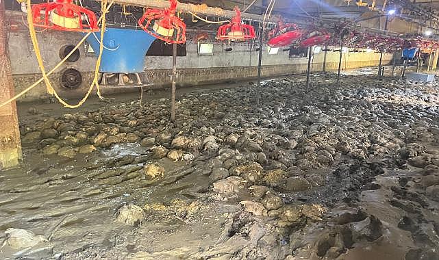 Sel sularında 8 bin 400 tavuk telef oldu