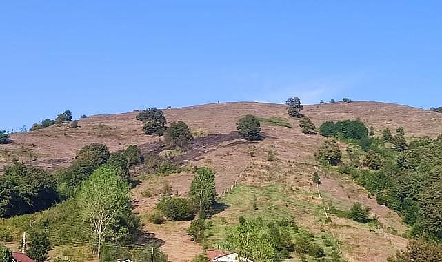 Anız yakarken ormanı yaktı!