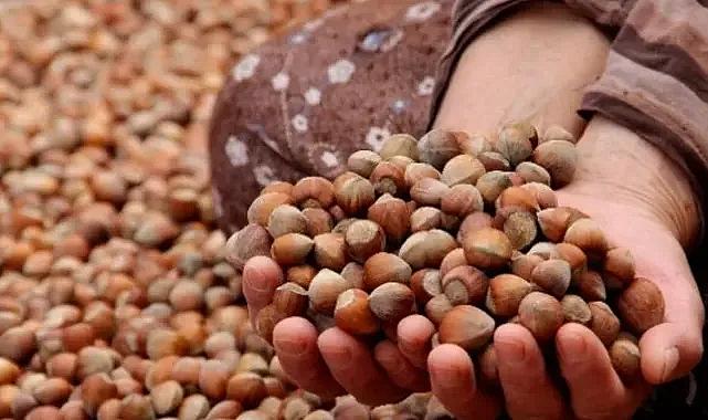 "Fındık taban fiyatı en az 100 lira olarak ve bir an önce açıklanmalı"