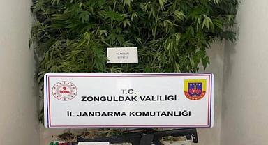 Jandarma yakaladı; kenevir, marihuana ne ararsan var!