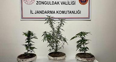 Jandarmanın arama yaptığı evde hint keneviri çıktı