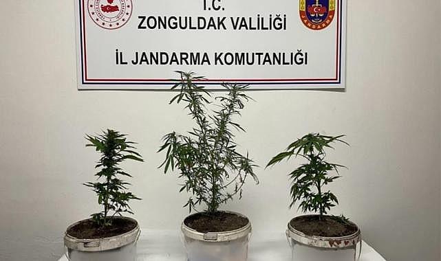 Jandarmanın arama yaptığı evde hint keneviri çıktı