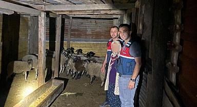 Kayıp hayvanları jandarma buldu!
