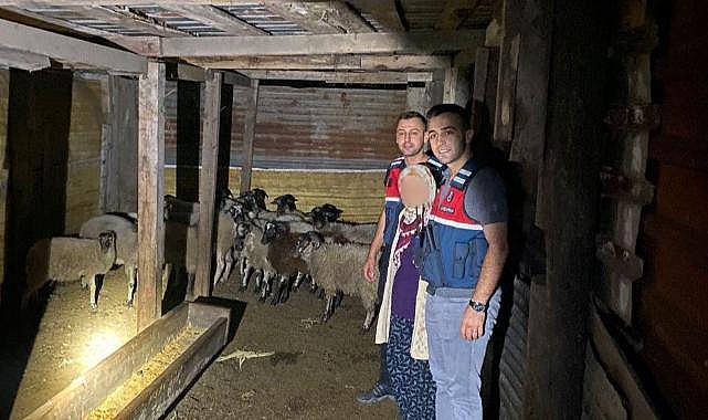 Kayıp hayvanları jandarma buldu!