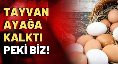 Yumurtada büyük tehlike! Artık kimse gönül rahatlığıyla tüketemez